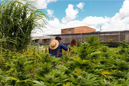 plantação de cannabis