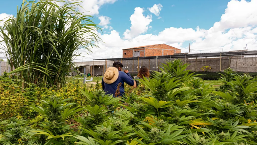 plantação de cannabis