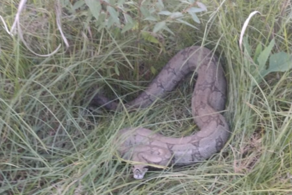 Defesa Civil resgata duas serpentes: uma no bairro Chácaras Pagotto e uma no bairro Padovani - Foto: Divulgação/Prefeitura de Capivari