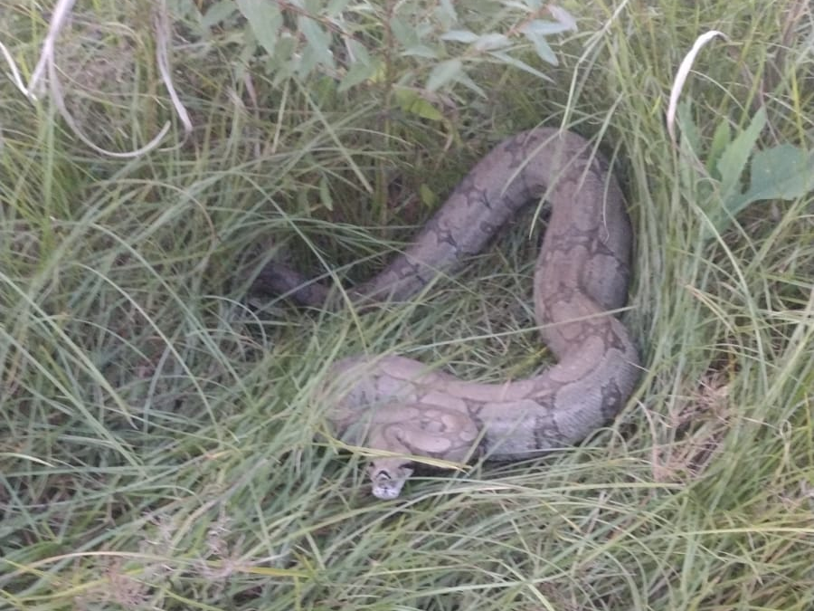 Defesa Civil resgata duas serpentes: uma no bairro Chácaras Pagotto e uma no bairro Padovani - Foto: Divulgação/Prefeitura de Capivari