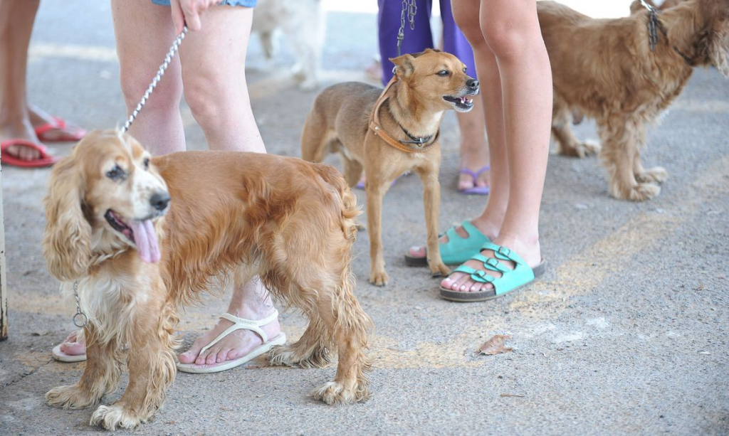 Governo proíbe uso de animais em pesquisas de cosméticos e perfumes - Foto: FABIO RODRIGUES-POZZEBOM/ABR