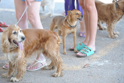 Governo proíbe uso de animais em pesquisas de cosméticos e perfumes - Foto: FABIO RODRIGUES-POZZEBOM/ABR