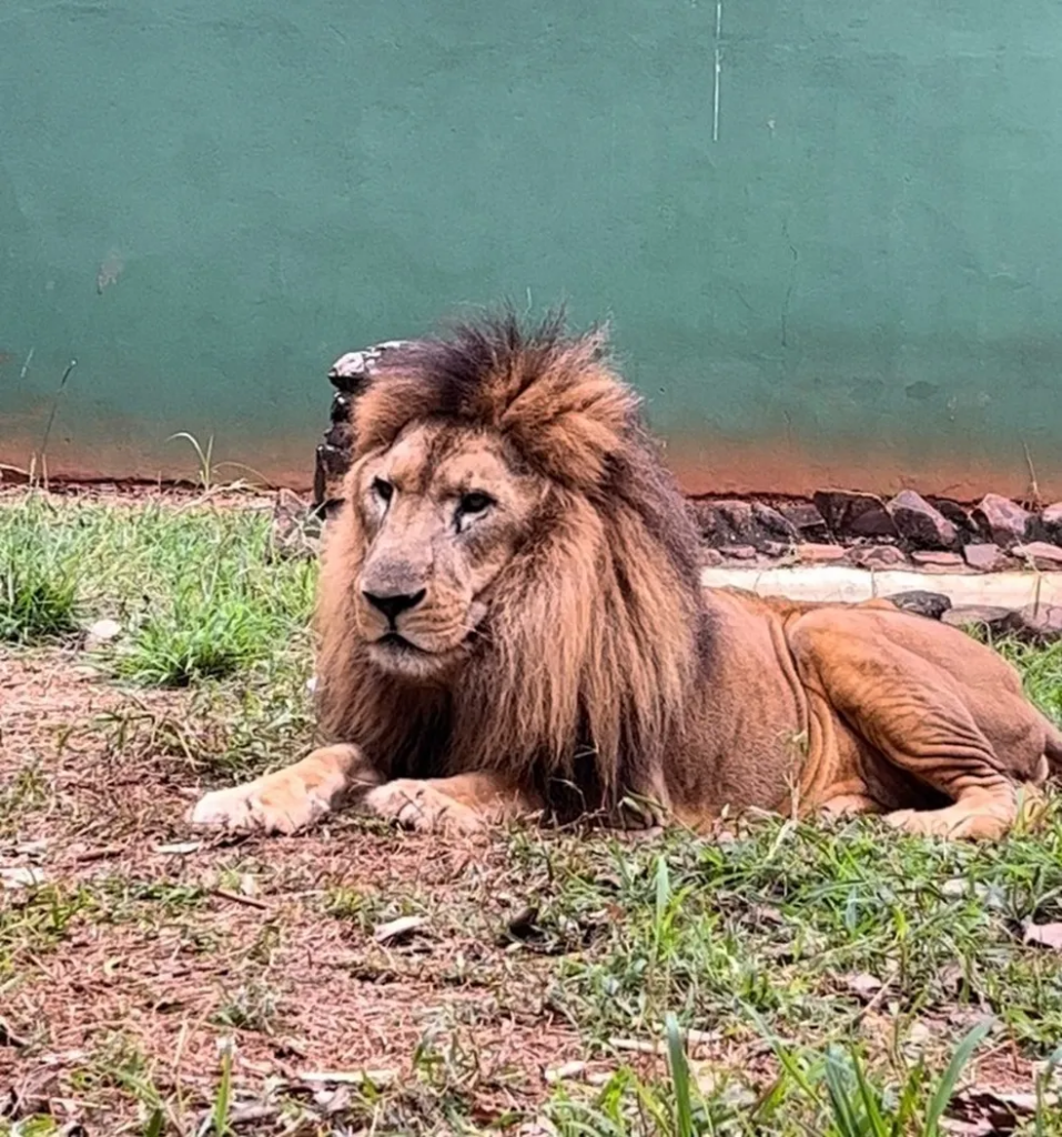 Leão Nagan morreu em 31 de dezembro de 2022 — Foto: Zoo Americana