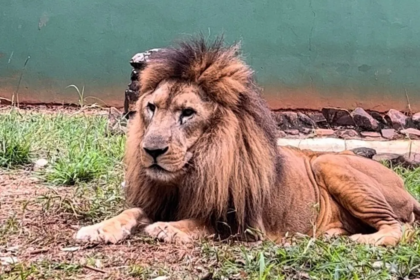 Leão Nagan morreu em 31 de dezembro de 2022 — Foto: Zoo Americana