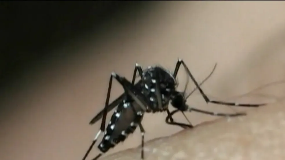 Mosquito Aedes aegypti, transmissor da dengue. — Foto: Reprodução/TV Gazeta