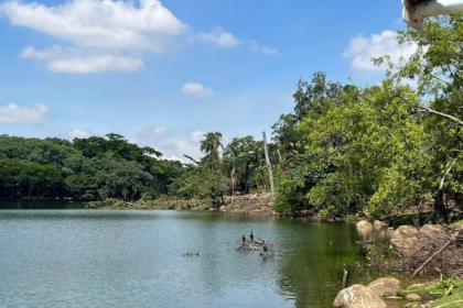 Lagoa do Taquaral, em Campinas, durante derrubada de 181 árvores após tragédia que matou criança — Foto: Giuliano Tamura/EPTV