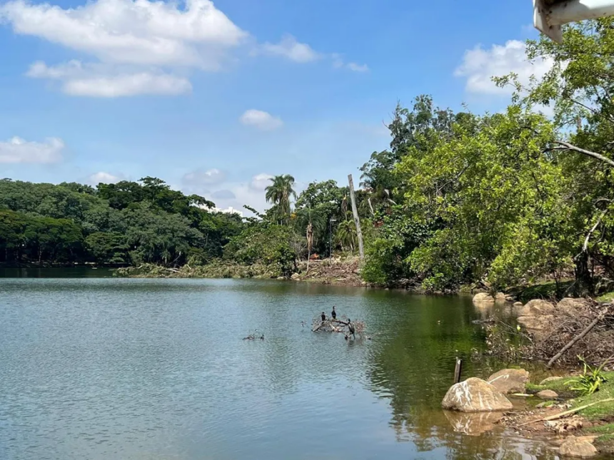 Lagoa do Taquaral, em Campinas, durante derrubada de 181 árvores após tragédia que matou criança — Foto: Giuliano Tamura/EPTV