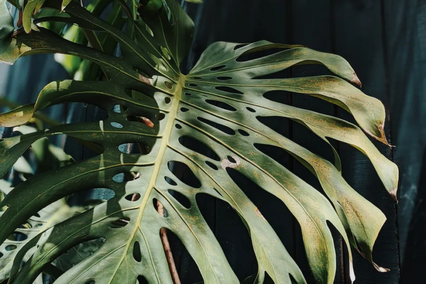 Pesquisa descobre que plantas 'choram' quando estão com sede — Foto: Reprodução/Pexels