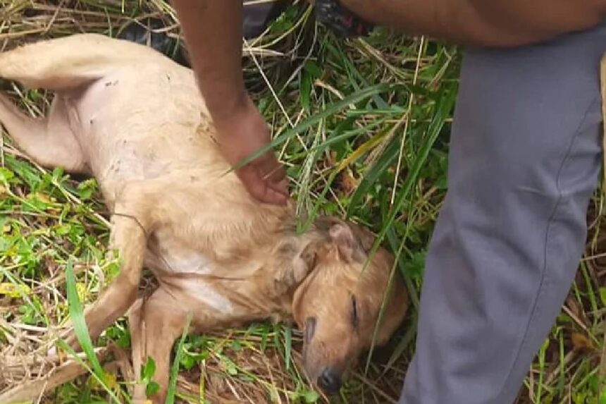 PM resgata cachorro que ficou um dia preso em poço na cidade de Piracicaba - FOTO: Polícia Militar