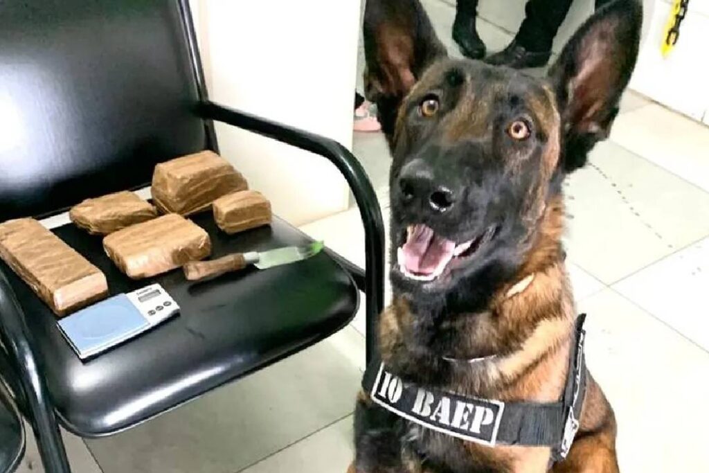 Homem é preso por tráfico em Piracicaba após cão da PM encontrar droga escondida - Foto:  Foto: Divulgação/Baep/PM Piracicaba