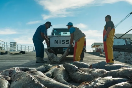 'Cocaína do mar': conheça peixe alvo de disputa do narcotráfico — Foto: AFP PHOTO/SEA SHEPHERD CONSERVATION SOCIETY