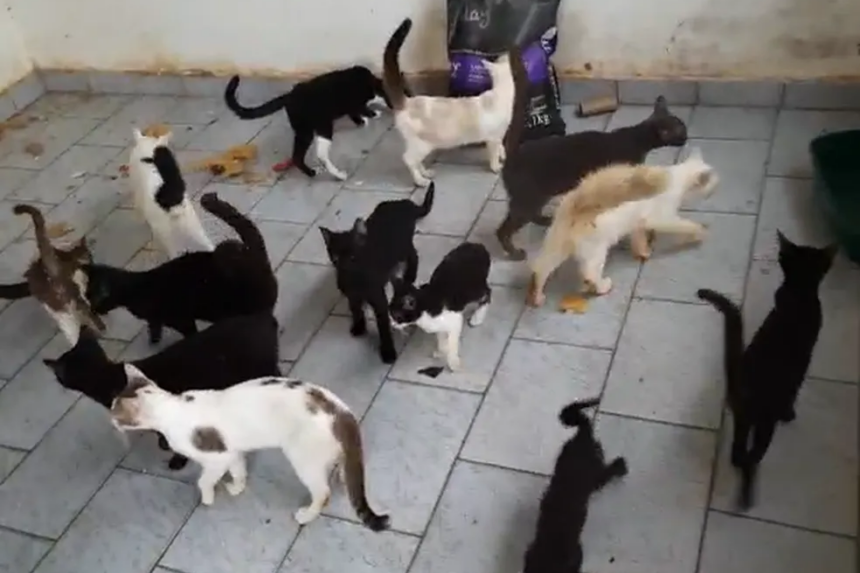 ONG encontra 90 gatos em imóvel vazio em Indaiatuba — Foto: Arquivo pessoal