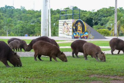 Capivaras são frequentes em áreas urbanas — Foto: Divulgação/Edu Fortes/Prefeitura de Palmas