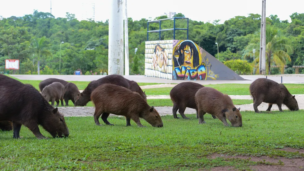 Capivaras são frequentes em áreas urbanas — Foto: Divulgação/Edu Fortes/Prefeitura de Palmas