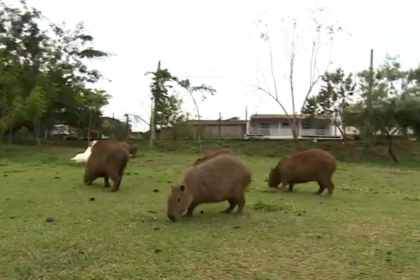 Justiça exige exames em capivaras para controle de febre maculosa em Limeira — Foto: Reprodução/ EPTV