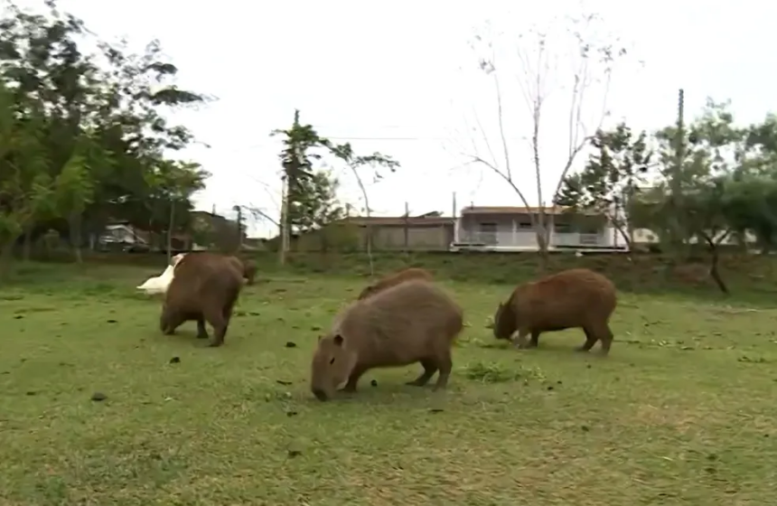 Justiça exige exames em capivaras para controle de febre maculosa em Limeira — Foto: Reprodução/ EPTV