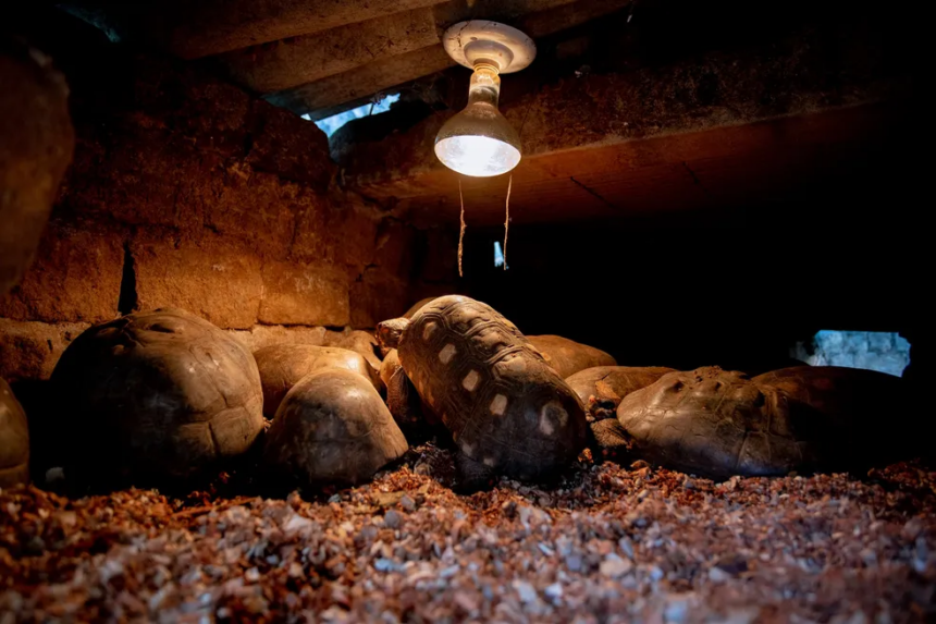 Zoo de Piracicaba inicia série de cuidados especiais para manter animais aquecidos no inverno — Foto: Centro de Comunicação Social da Prefeitura de Piracicaba