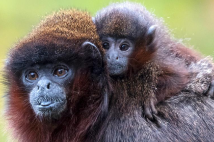 Macaco, vaca e humano: por que o tempo de gravidez muda entre as espécies? - Foto: Imagem: macaco titi com seu filhote | Getty Images/iStockphoto