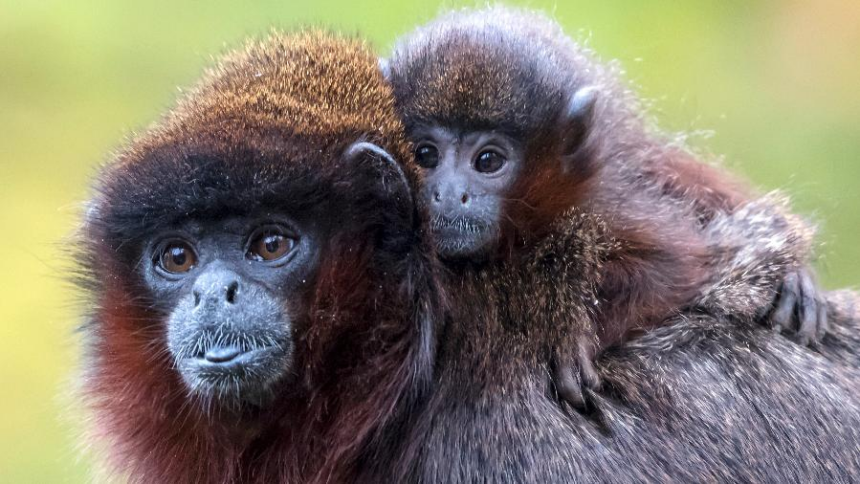 Macaco, vaca e humano: por que o tempo de gravidez muda entre as espécies? - Foto: Imagem: macaco titi com seu filhote | Getty Images/iStockphoto