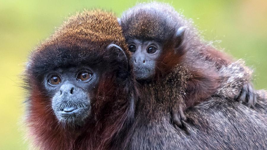 Macaco, vaca e humano: por que o tempo de gravidez muda entre as espécies? - Foto: Imagem: macaco titi com seu filhote | Getty Images/iStockphoto