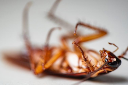 Não pise na barata: descubra qual é o jeito certo de matar o inseto - Foto: panida wijitpanya/Getty Images/iStockphoto