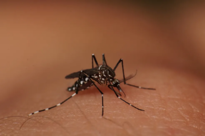 Segundo caso de chikungunya em 2023 é confirmado em Piracicaba — Foto: Lucas Garriga/INaturalist