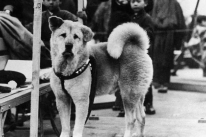 Cão mais fiel do mundo, Hachiko faria 100 anos; conheça a história — Foto: Getty Images via BBC