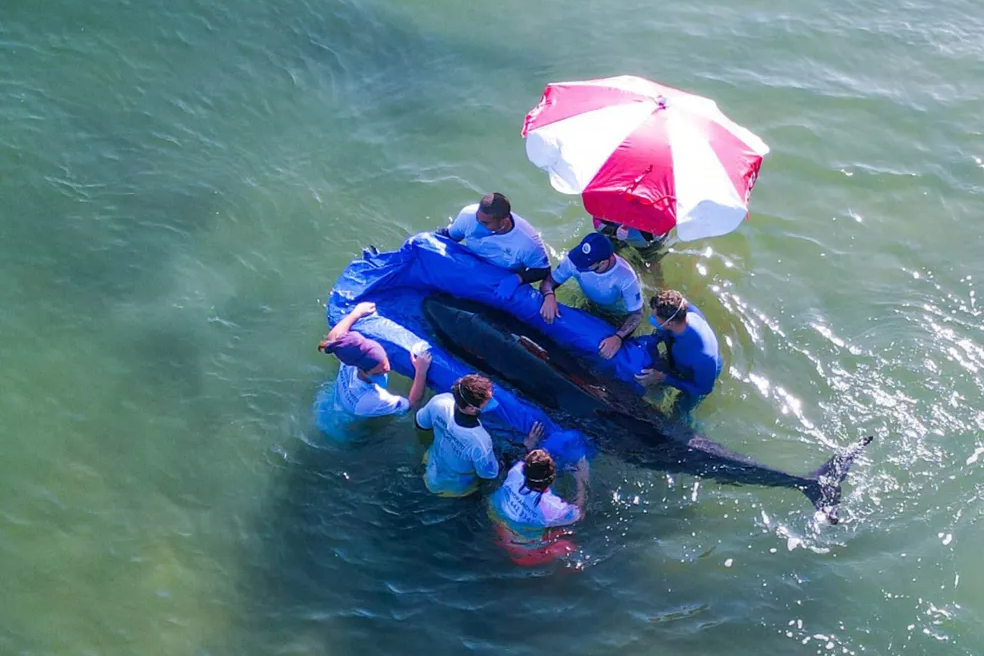 Operação é montada para devolver golfinho ao mar no litoral de SP — Foto: Petrobrás