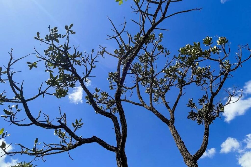 Alertas de desmatamento batem recorde no Cerrado - Juca Varella/Agência Brasil