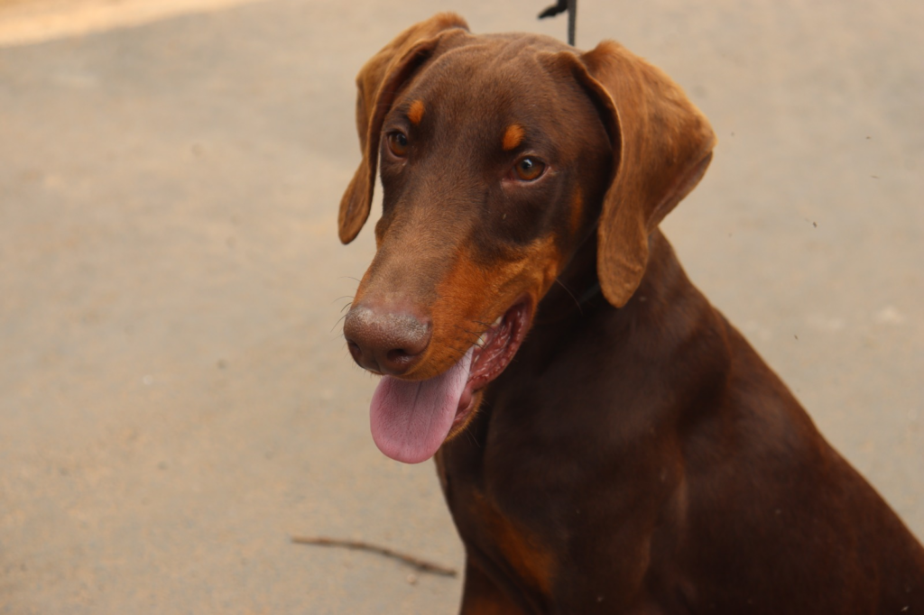 Nova Agente Canina Atena Junta-se à Guarda Civil de Capivari - Foto: Divulgação/Prefeitura de Capivari