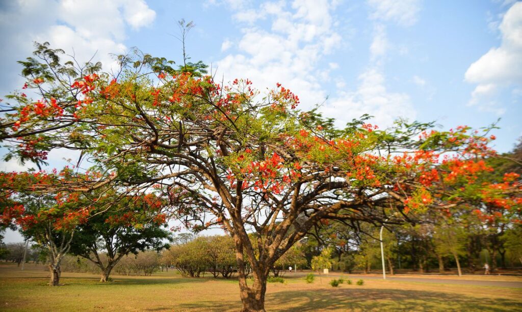 Saiba como fica o tempo durante a primavera que começa neste domingo - Foto: Marcello Casal Jr/Agência Brasil