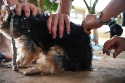 Após 40 anos, São Paulo registra primeiro caso de raiva canina - Foto: Marcelo Camargo/Agência Brasil