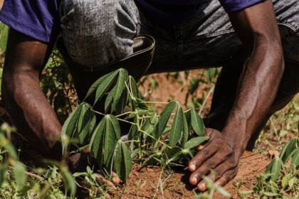 Trabalho escravo cresce em plantações de café e legumes no Brasil - Foto: Freepik