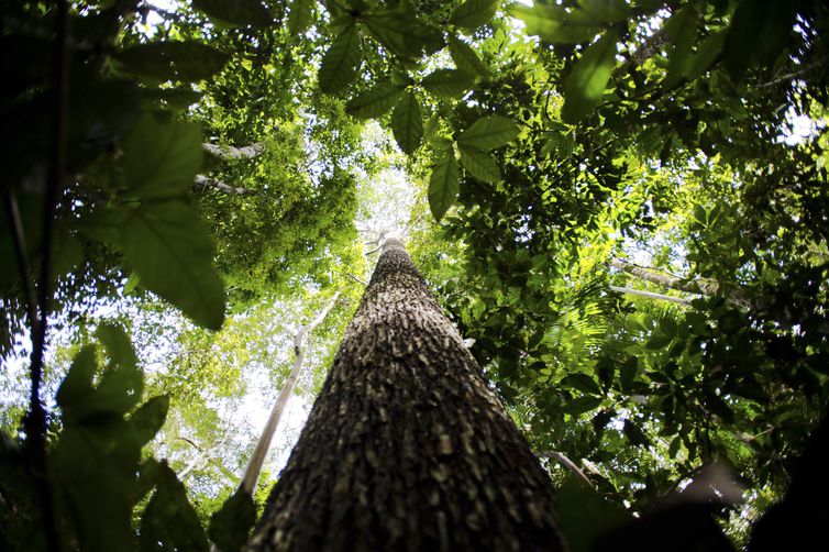 Amazônia