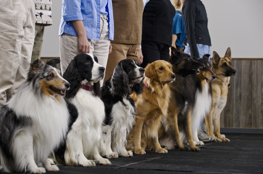 Por que as raças de cães foram inventadas; conheça a história das principais - Foto: Divulgação/iStock