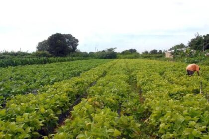 Produção agrícola quilombola ganha selo de certificação de origem - Foto: Elza Fiúza/Agência Brasil