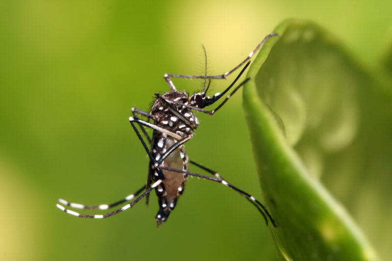 Calor e chuvas aumentam risco de dengue, Zika e chikungunya no Brasil - Foto: Reprodução