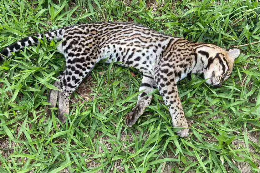 Jaguatirica É Encontrada Morta ao Lado de Estrada em Piracicaba — Foto: Edijan Del Santo/EPTV