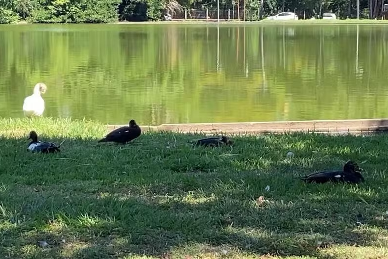 Esalq Investiga Misteriosa Morte de Patos em seu Campus da USP — Foto: Edijan Del Santo/EPTV