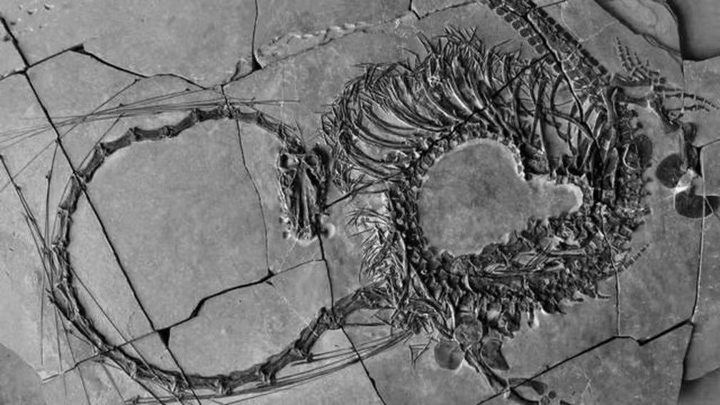 Fóssil Revela Réptil Aquático com Pescoço de Dragão de 240 Milhões de Anos — Foto: Museus Nacionais da Escócia/BBC