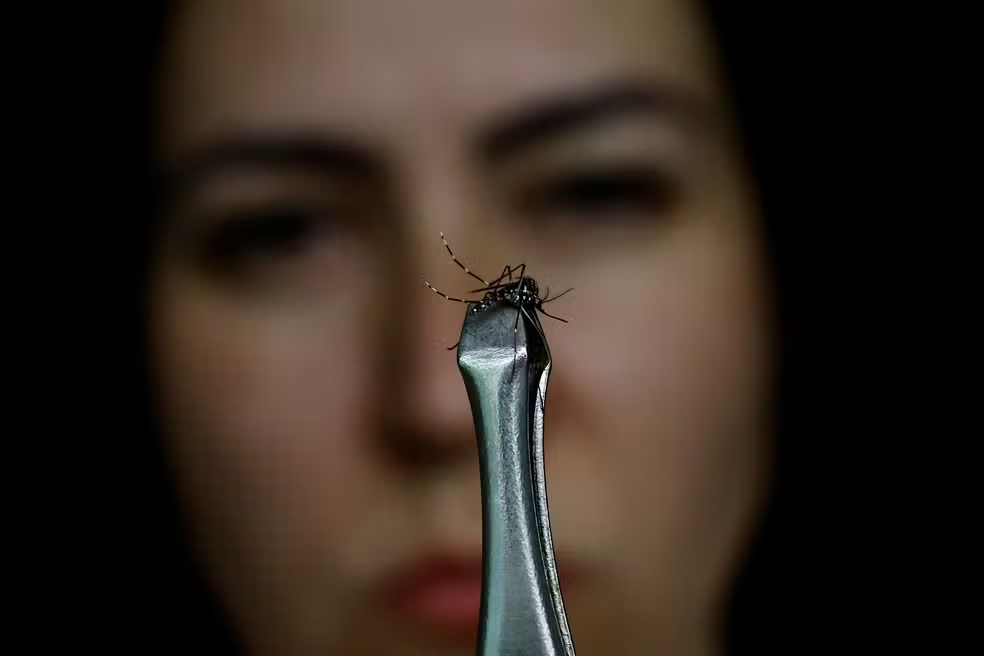 Peru Declara Emergência de Saúde devido ao Aumento de Casos de Dengue - Mulher segura um mosquito transmissor da dengue com uma pinça — Foto: Ueslei Marcelino/Reuters