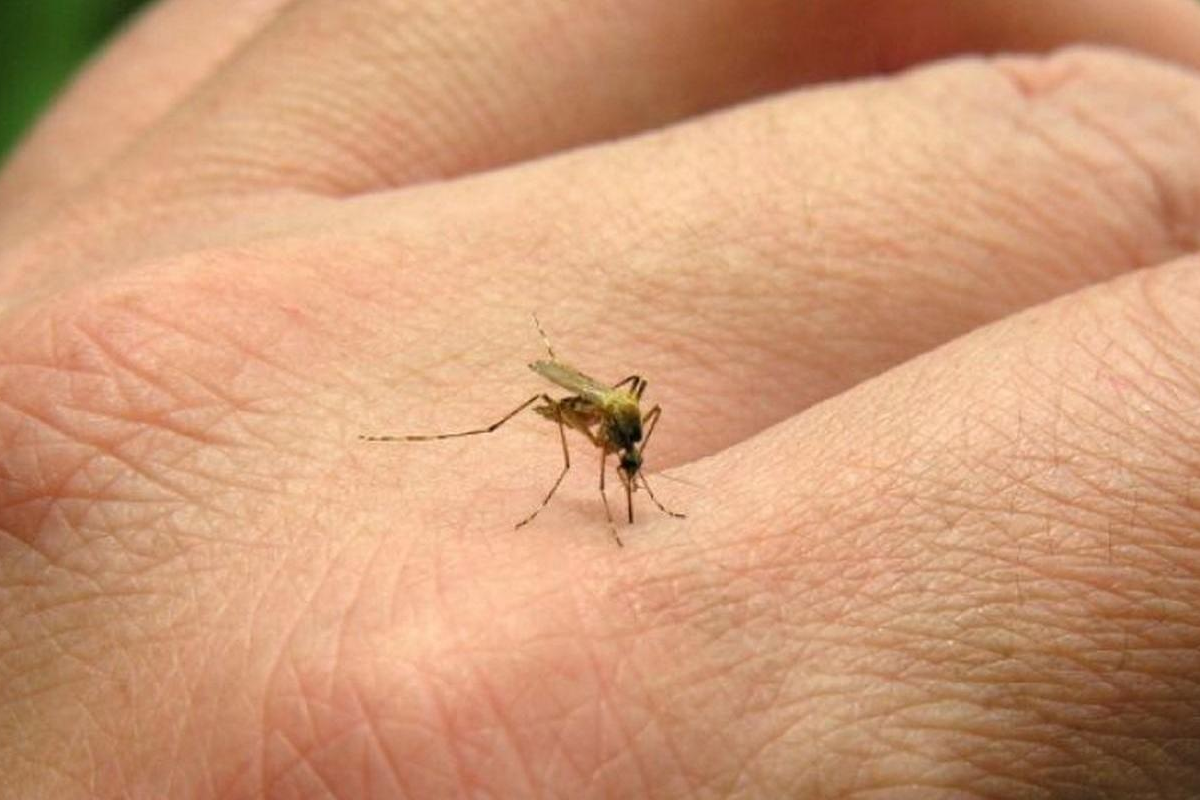 Brasil Pode Chegar a 4,2 Milhões de Casos de Dengue em 2024, Diz Ministério da Saúde - Foto: Divulgação