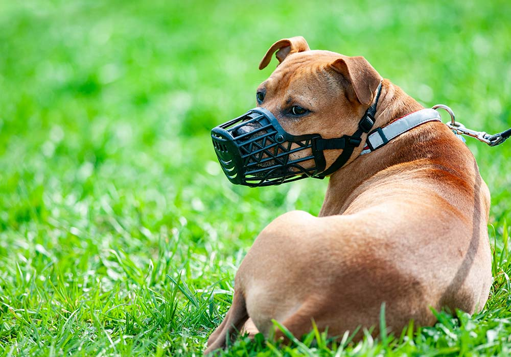 Câmara de Capivari aprova lei para condução de cães: segurança em espaços públicos - Foto: Reprodução