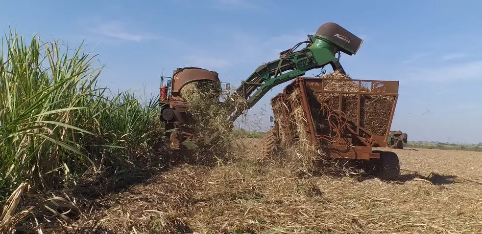 De plantio de cana a venda de veículos: veja cargos que mais empregam na região — Foto: Fazenda Cerejo