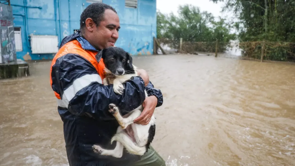 Quase 10 mil animais são resgatados durante enchentes no Rio Grande do Sul - Foto: PEDRO PIEGAS/PREFEITURA DE PORTO ALEGRE