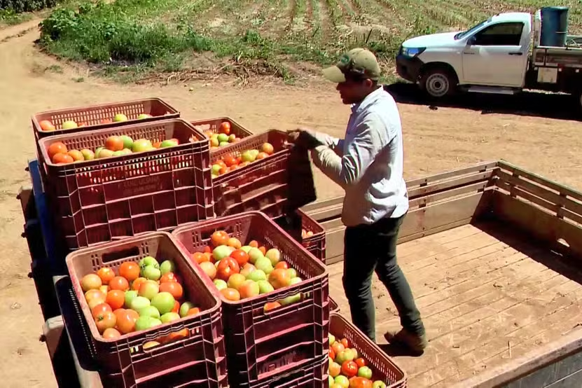 Adversidades climáticas causam queda de produtividade de cebola e tomate — Foto: Reprodução/TV Gazeta