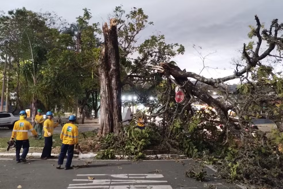 Ventania do fim de semana derruba 52 árvores em Campinas — Foto: Prefeitura de Campinas