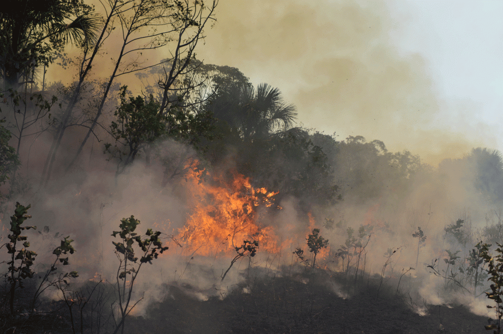 Calor e baixa umidade causam alerta de incêndios florestais na região - Foto: Lucas Landau/Getty Images