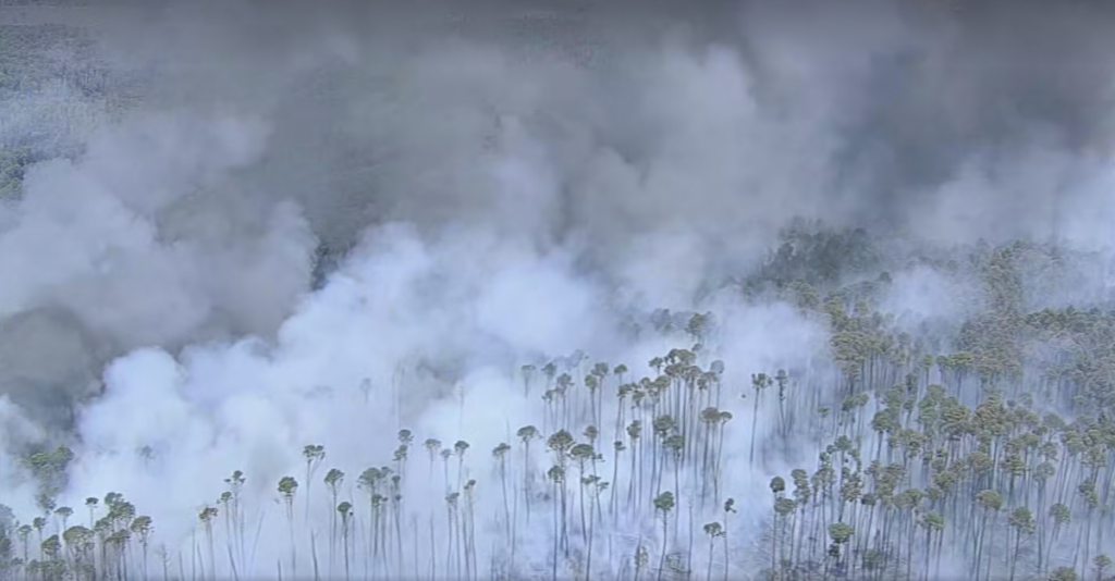 Queimadas na Amazônia resultaram em 31 milhões de toneladas de gás carbônico - Foto: Reprodução/TV Globo