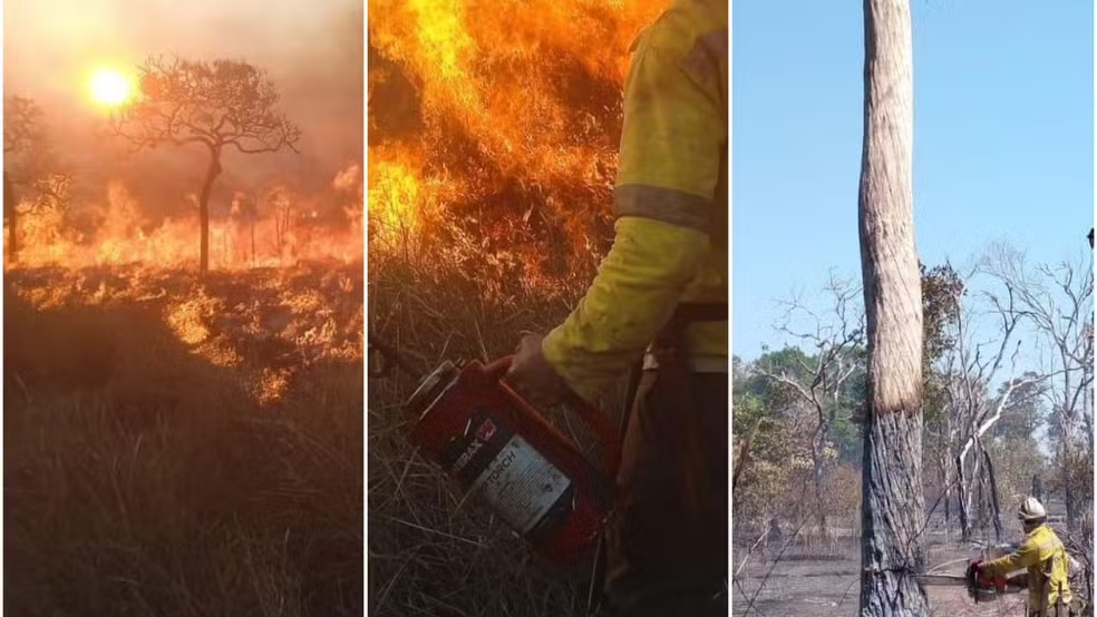 Área queimada na Ilha do Bananal equivale a cinco vezes o tamanho da cidade de São Paulo — Foto: Divulgação/ICMBio